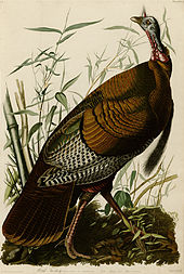 170px-1_Wild_Turkey