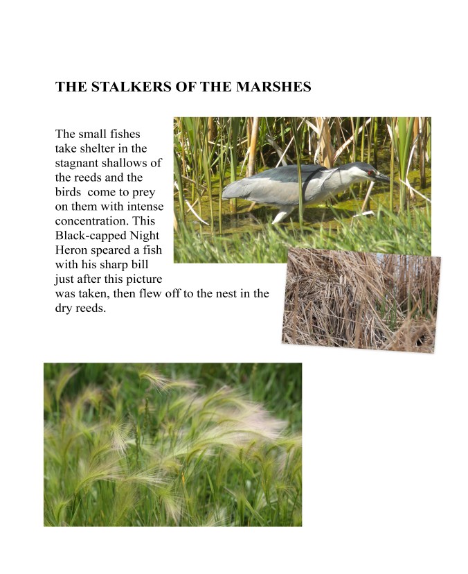 NATURE WALK copy _Page_2