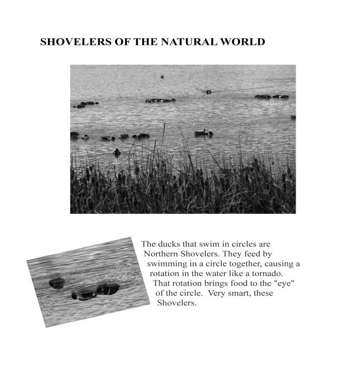 NATURE WALK copy _Page_3