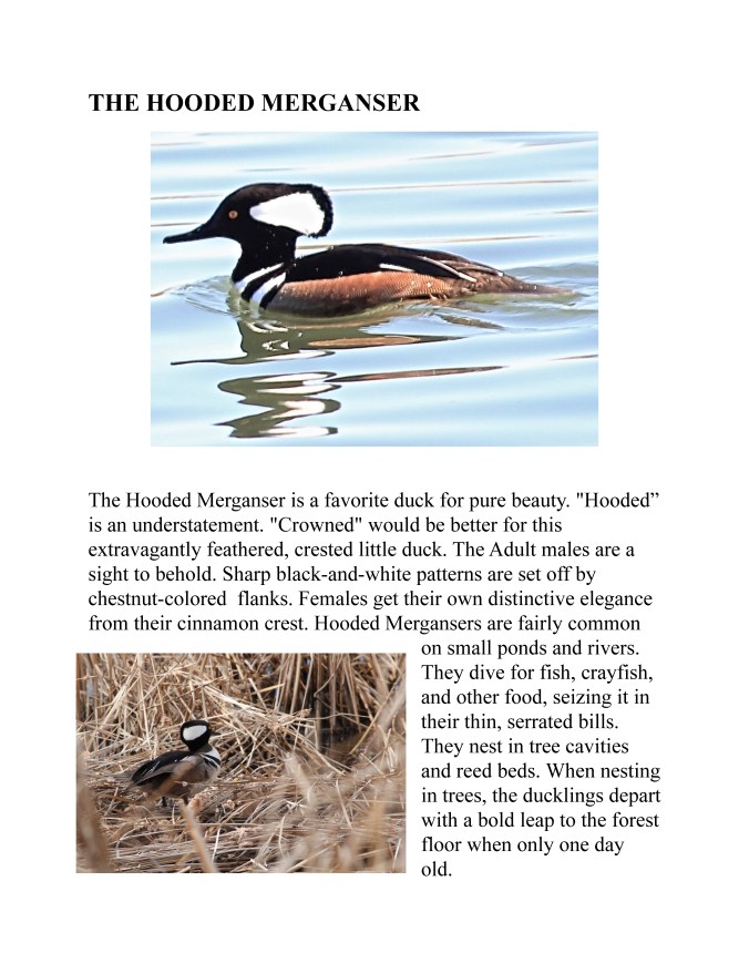 NATURE WALK copy _Page_8