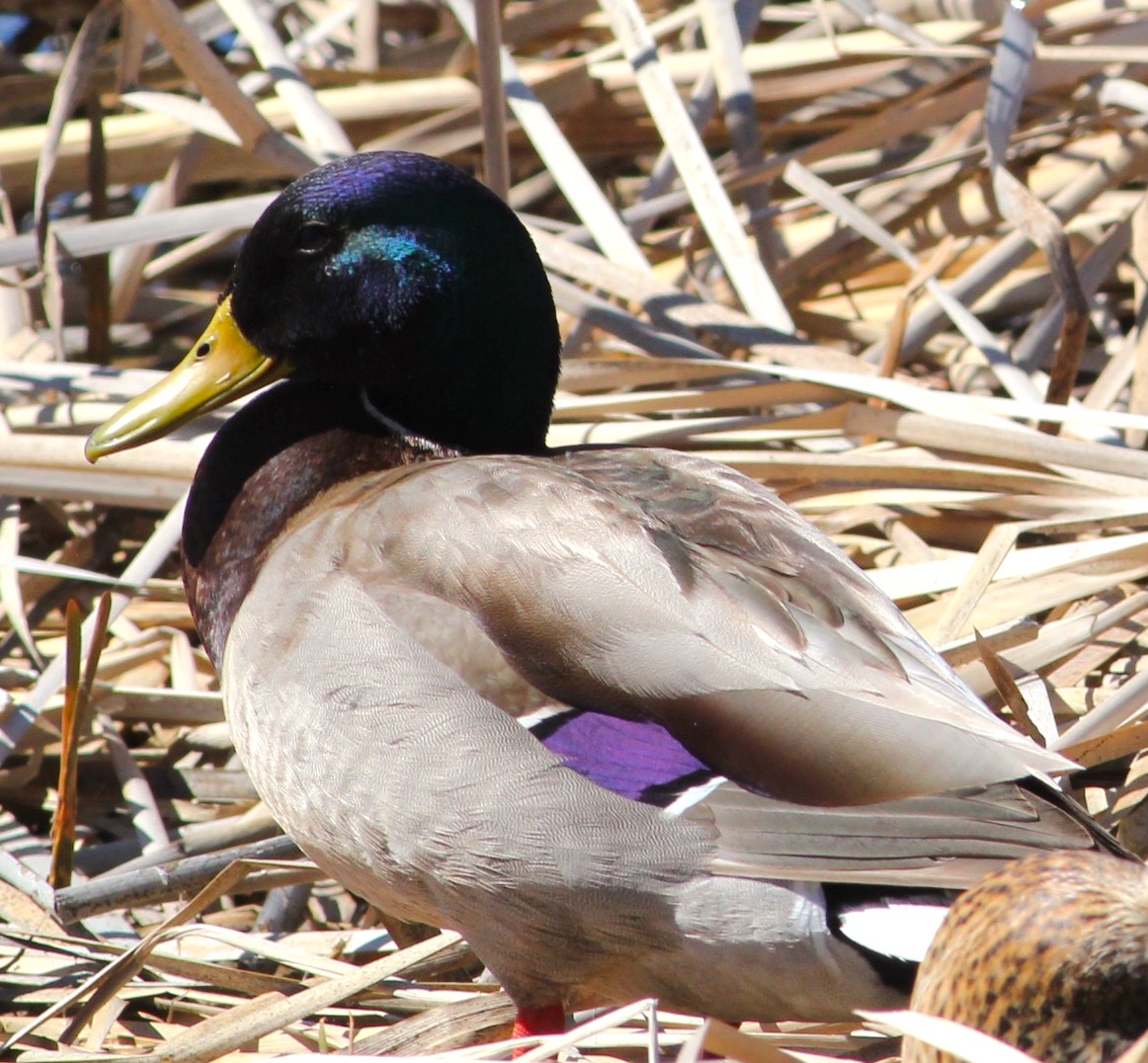MALLARD