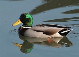 mallard_glam