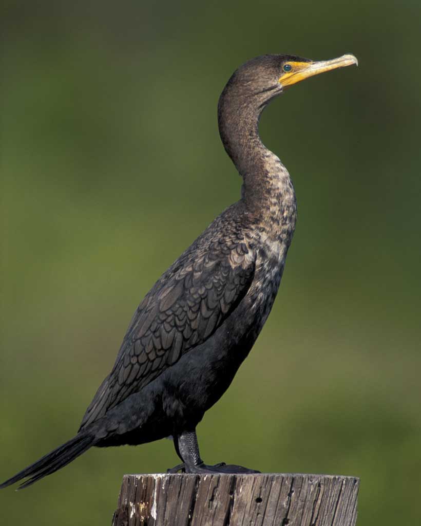 double-crested_cormorant_m17-39-008_l