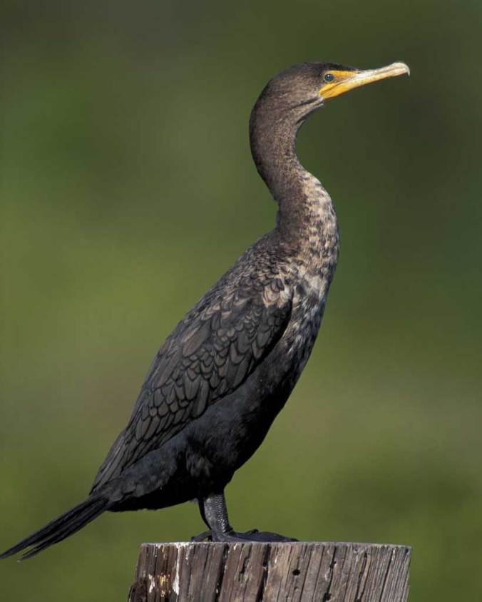 double-crested_cormorant_m17-39-008_l