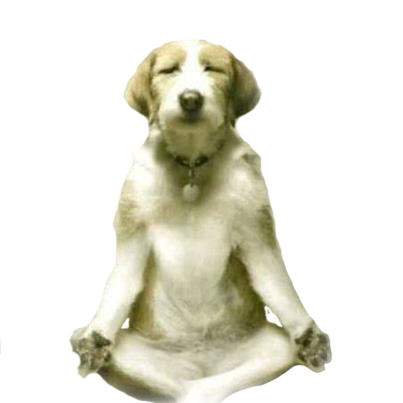 meditating-dog