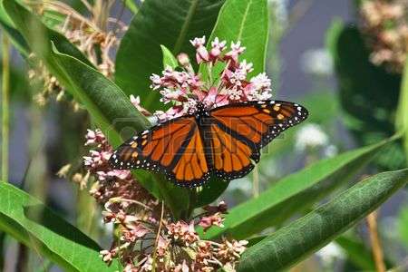 7459399-a-monarch-butterfly-on-a-milkweed-plant