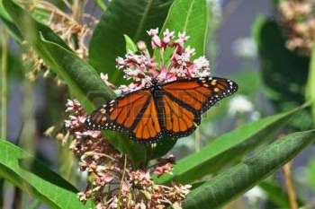7459399-a-monarch-butterfly-on-a-milkweed-plant