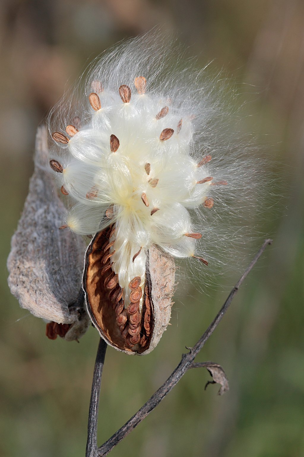 Milkweed-in-seed2