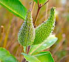 milkweed pod